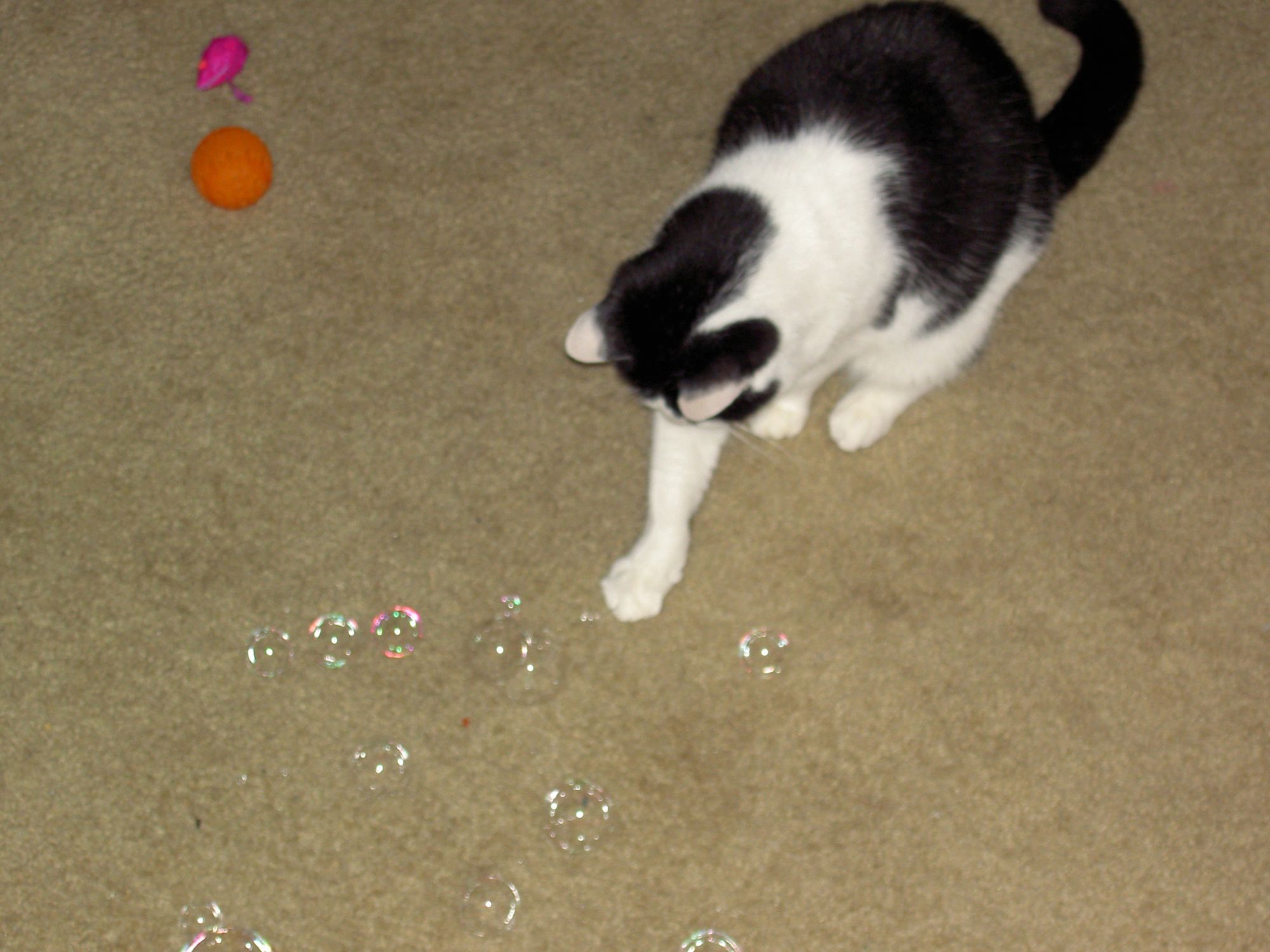 My black and white cat playing with soap bubbles