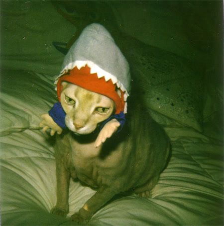 Photo of an angry cat wearing a shark costume.