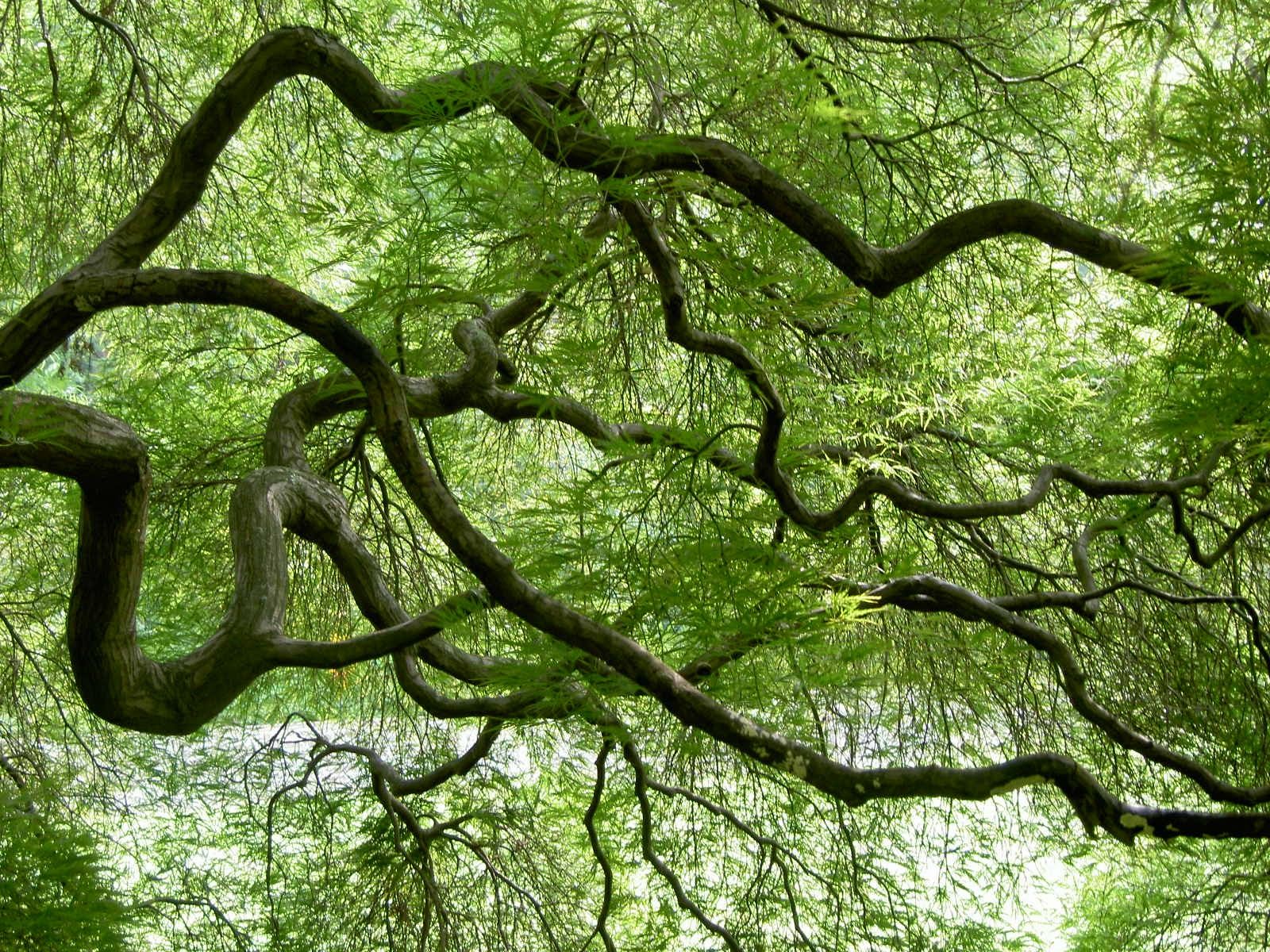 the twisting limbs of a tree with green leaves.
